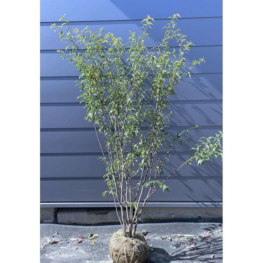 ハイノキ 5本株立ち 約1.7m 現品発送 特大植木苗木 灰の木 常緑樹