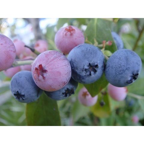 ブルーベリー ブライトウェル 株立ち 約1.5m 規格販売品 特大 植木