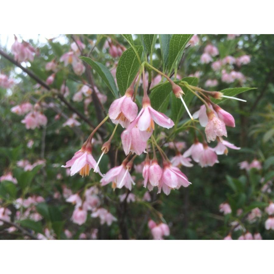 紅花エゴノキ ピンクチャイム 約1.7m 1本株 希少なピンク花 エゴの木