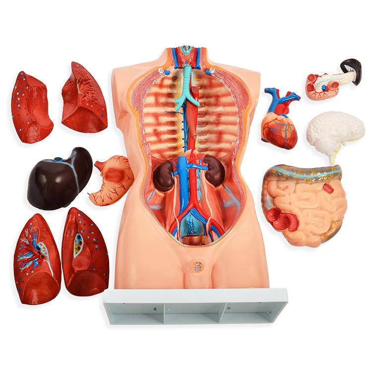 内蔵模型 人体模型85cm 男性 GX-201パーツ取り外し可 JK-2994Y : 株式