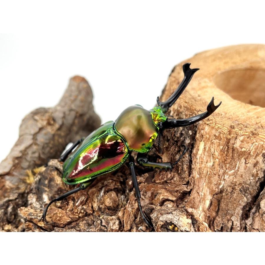 人気種／ 世界で最も美しいクワガタ ♂親68系 ニジイロクワガタ 成虫