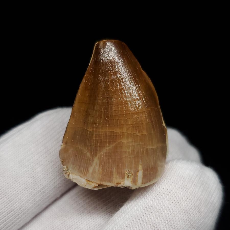 モササウルス 化石 歯 本物 モロッコ産 27.67mm プレゼント ギフト