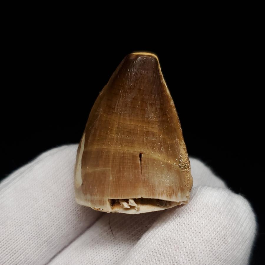 特大本物】モロッコ産モササウルス（プログナソドン）の歯の化石 約5.5