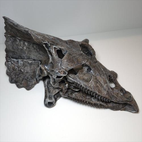 トリケラトプス 頭骨 化石 レプリカ 約 350mm プレゼント ギフト tcr1