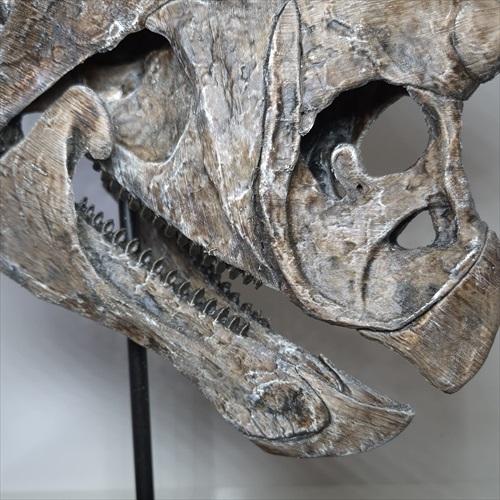 トリケラトプス 頭骨 化石 レプリカ 約 350mm プレゼント ギフト tcr1