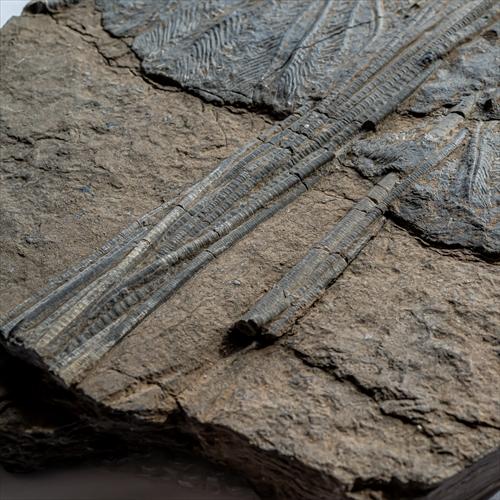 極上 ウミユリ トラウマトクリヌス 化石 本物 貴州省産 46cmプレゼント