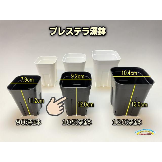 プレステラ深鉢 105-黒☆(硬質スリットポット)深型＠多肉植物・塊根