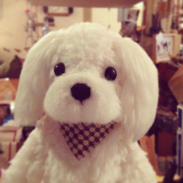 マルチーズぬい”オーダーメイドで作るマルチーズぬいぐるみ : fabbrica