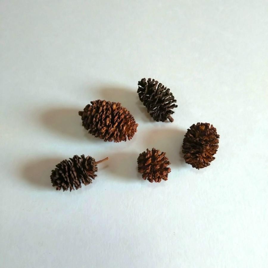 ヤシャブシ（ハンの実）大小アソート ナチュラル 1.5〜3cm（1個