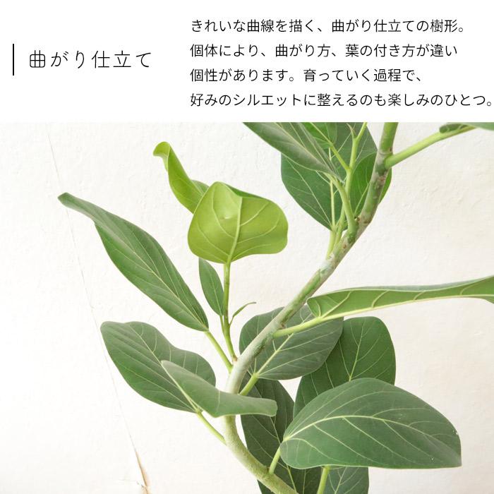 FlowerKitchen 観葉 曲がり仕立て フィカス ベンガレンシス オードリー