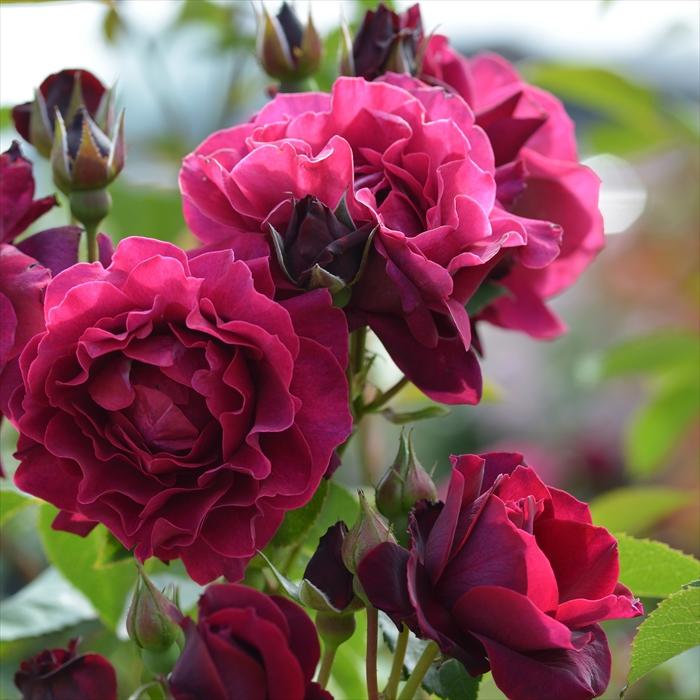 予約販売 バラ苗 バラ大苗 ロサ オリエンティス オデュッセイア 登録