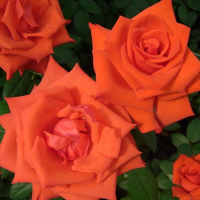 日本花キ流通 予約販売 バラ苗 バラ大苗 大輪 マジックモーメント