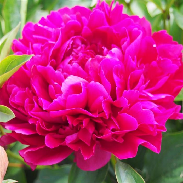 日本花キ流通 予約販売 芍薬 苗 フェリックス クルーズ 15cmポット