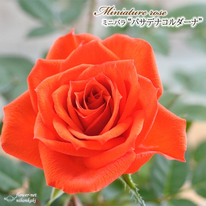 日本花キ流通 【まもなく締め切り】 予約販売 ミニバラ パサデナ