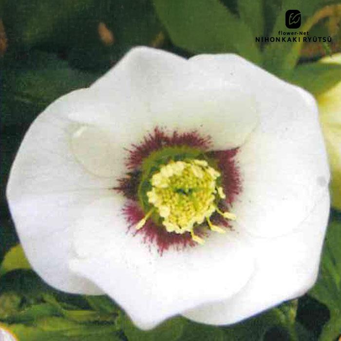 クリスマスローズ苗 シングル ホワイトフラッシュ 杉山交配 9cmポット