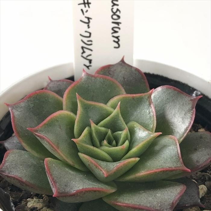 多肉植物 O'sエケベリア purpusorum×キングクリムゾン O's PLANTS