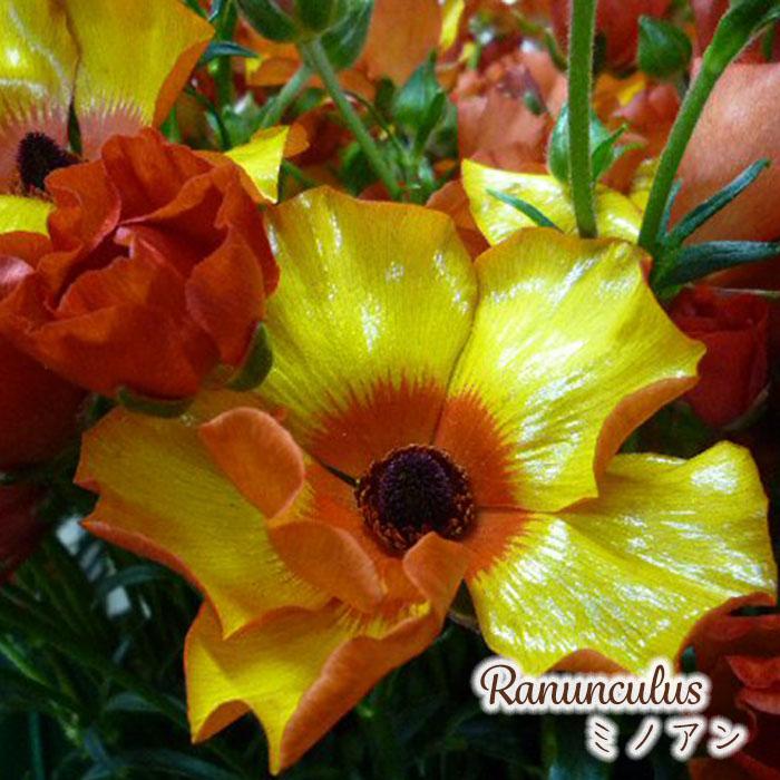 ラナンキュラス ラックス 苗 ミノアン 10.5cmポット 宿根草 花苗
