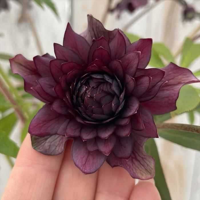 クリスマスローズ 広瀬園芸 クレオパトラ 0211-021 現品販売 送料無料