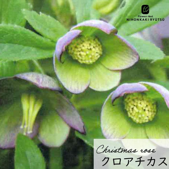クリスマスローズ苗 原種 クロアチカス 杉光園芸 杉山交配 9cmポット