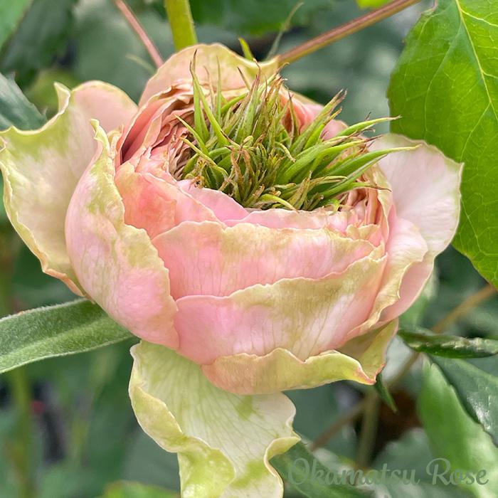 予約販売 バラ苗 バラ大苗 桜吹雪 契約品種 薔薇 ばら 送料無料 国産苗