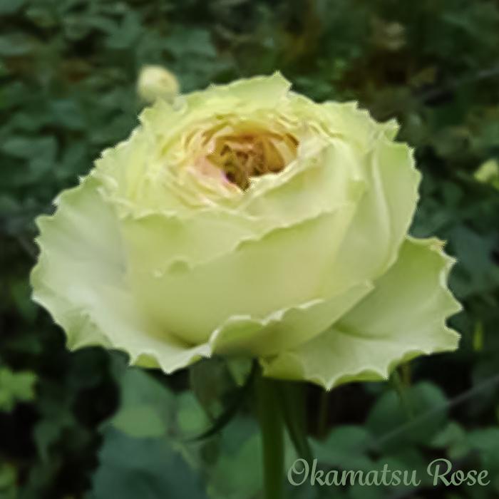 予約販売 バラ苗 バラ大苗 ひだまり 契約品種 薔薇 ばら 送料無料 国産