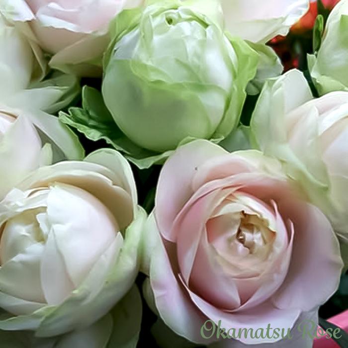 予約販売 バラ苗 バラ大苗 もこもこ 契約品種 薔薇 ばら 送料無料 国産