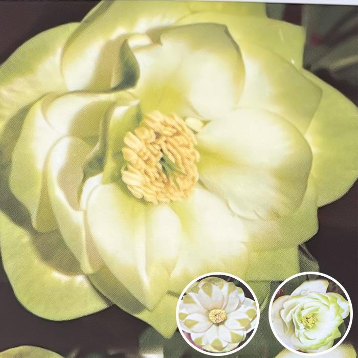 クリスマスローズ苗 グリーンリップ・利休系 12cmポット 送料無料 開花