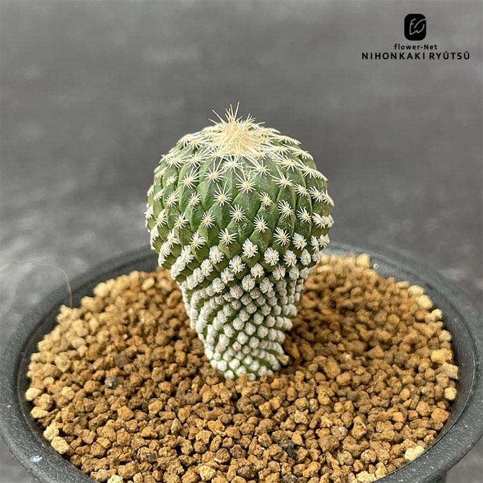 日本花キ流通 caサボテン ペレキフォラ 銀牡丹 実生 送料無料 サボテン
