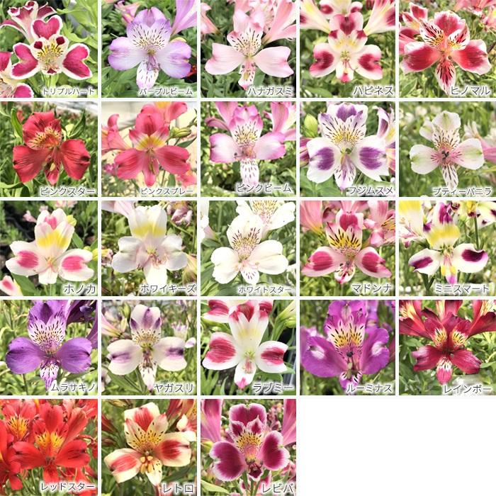 日本花キ流通 予約販売 アルストロメリア 苗 ムラサキノ 10.5cmポット