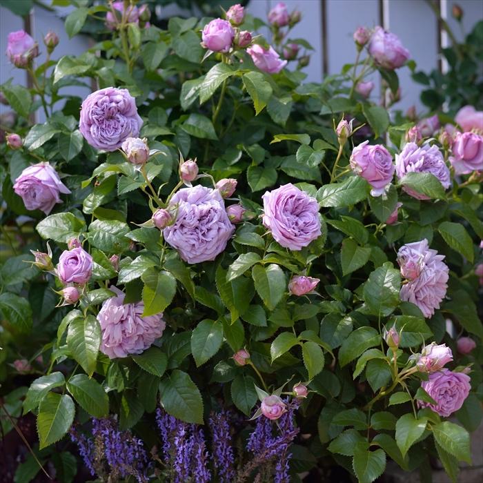 予約販売 バラ苗 バラ大苗 ロサ オリエンティス ルシエルブルー 登録