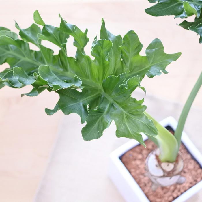 日本花キ流通 観葉植物 フィロデンドロン セローム 5号鉢 スクエア陶器