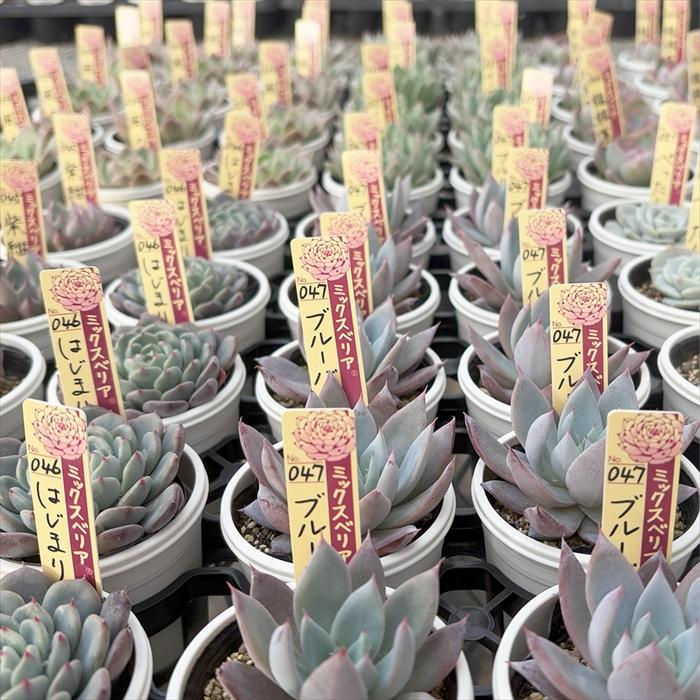 多肉植物 oriミックスベリア No.021 小人の渚 おらいさん苗 送料無料