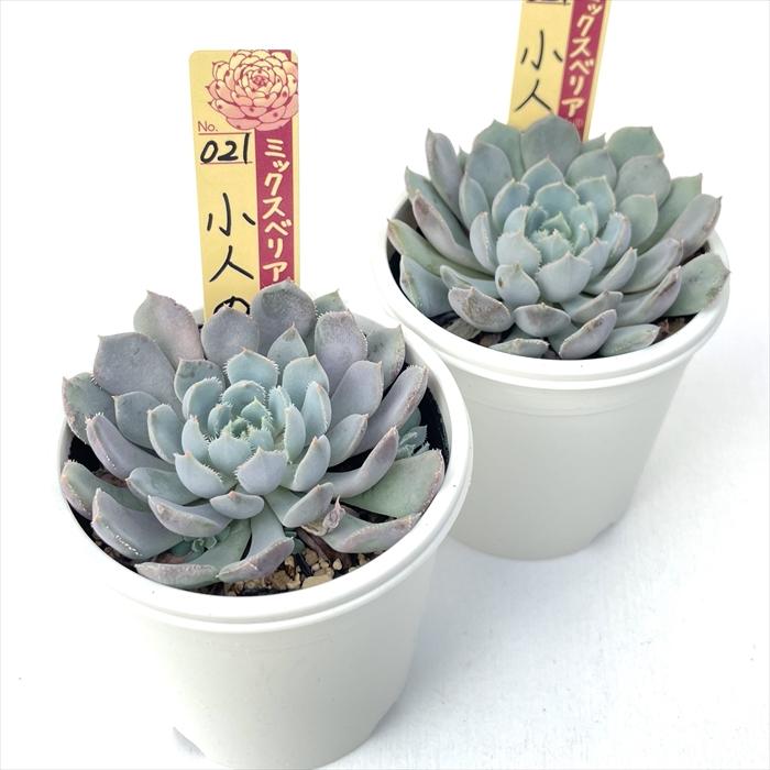 多肉植物 oriミックスベリア No.021 小人の渚 おらいさん苗 送料無料