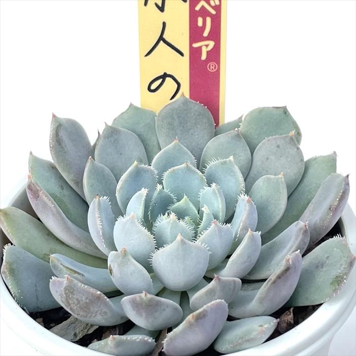 多肉植物 oriミックスベリア No.021 小人の渚 おらいさん苗 送料無料