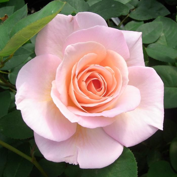 日本花キ流通 予約販売 バラ 苗 バラ 新苗 大輪 コンフィダンス 木立性