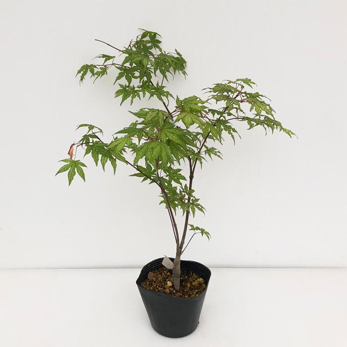 日本花キ流通 予約販売 もみじ 紅鴫立沢 12cmポット 接木苗 紅葉