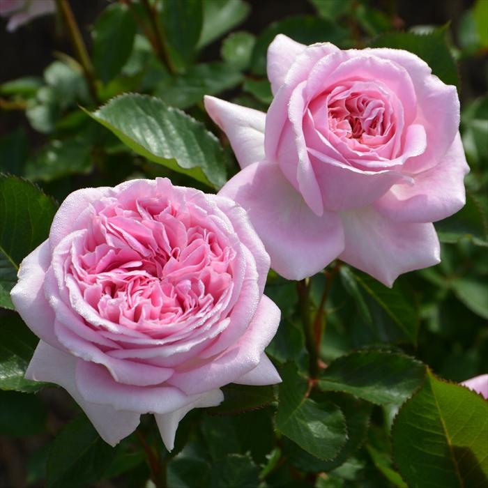 予約販売 バラ苗 バラ大苗 ロサ オリエンティス メアリーレノックス