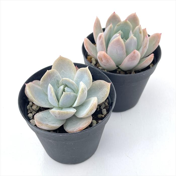 日本花キ流通 多肉植物 skエケベリア ゴーストバスター 多肉植物