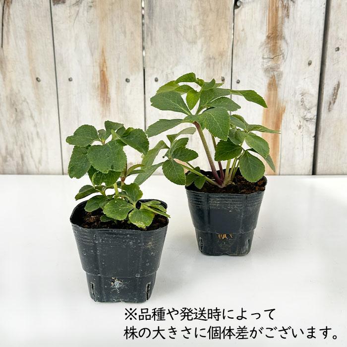 クリスマスローズ苗 セミダブル 糸ピコティ 杉山交配 9cmポット 宿根草