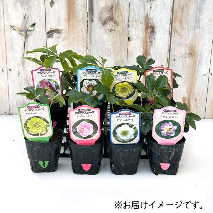 クリスマスローズ苗 ダブル レッド 杉山交配 9cmポット 宿根草