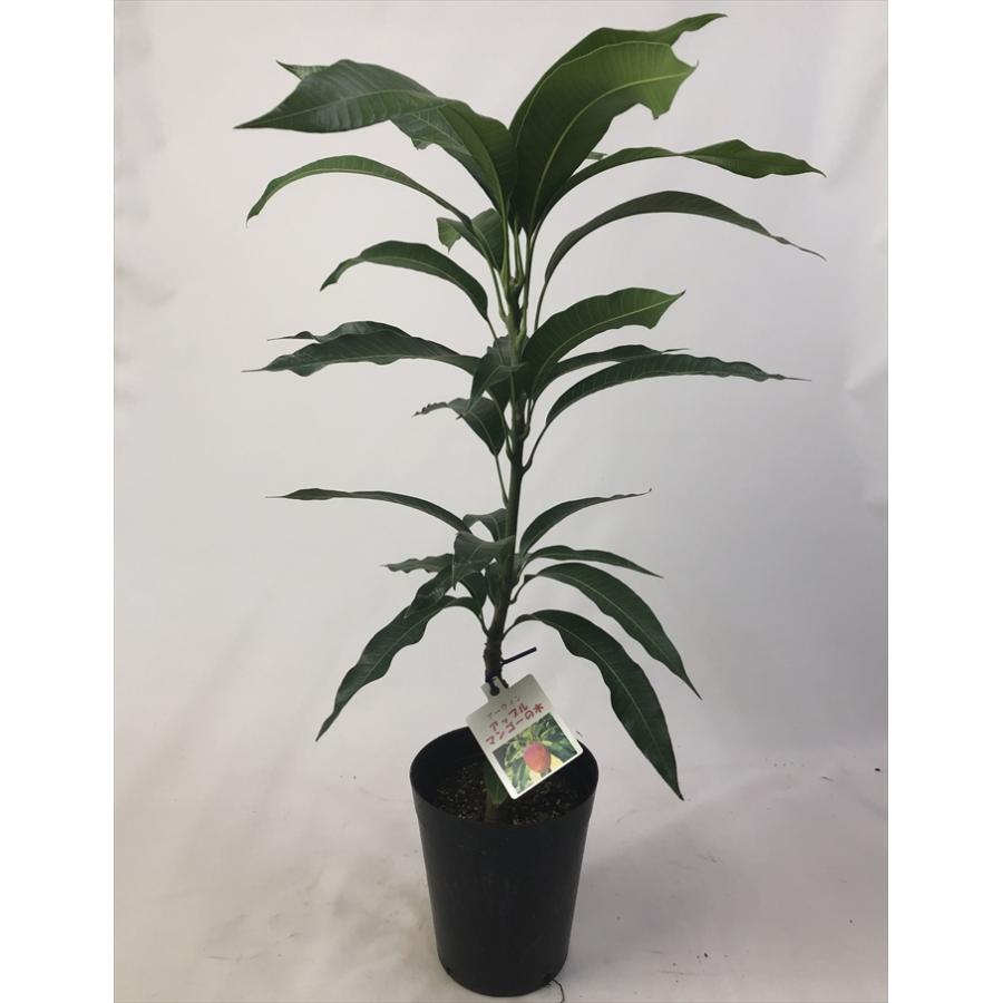 日本花キ流通 マンゴー 苗 紅龍 6号鉢 送料無料 アップルマンゴー 接木