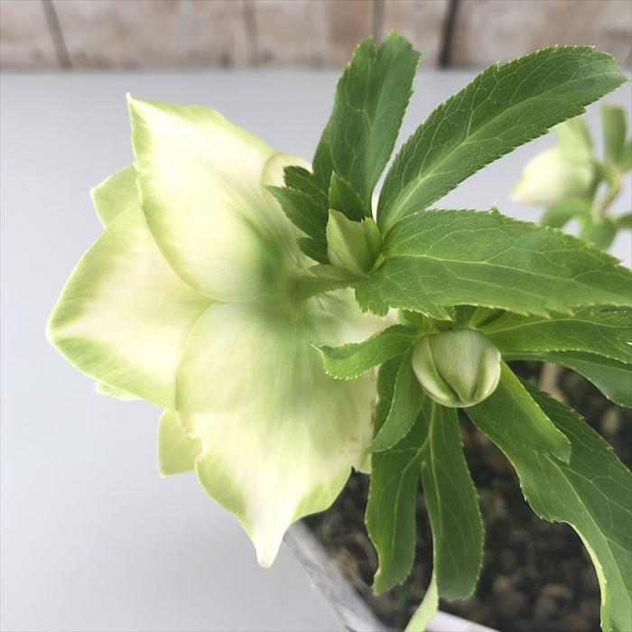 クリスマスローズ 利休 0209-010 現品販売 送料無料 曽田園芸 12cm