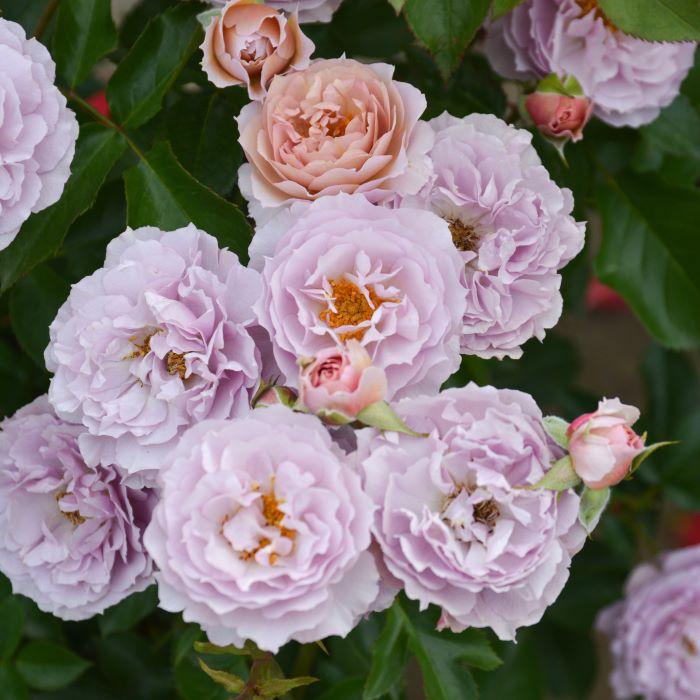 予約販売 バラ苗 バラ大苗 ロサ オリエンティス シャーウッド 品種登録