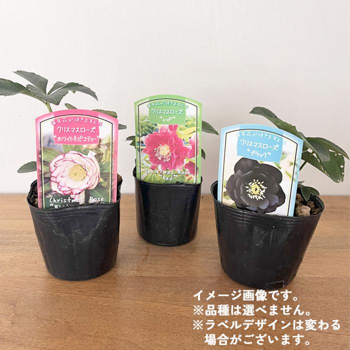 もり子さん専用 クリスマスローズ苗 2個セット もり子さん専用