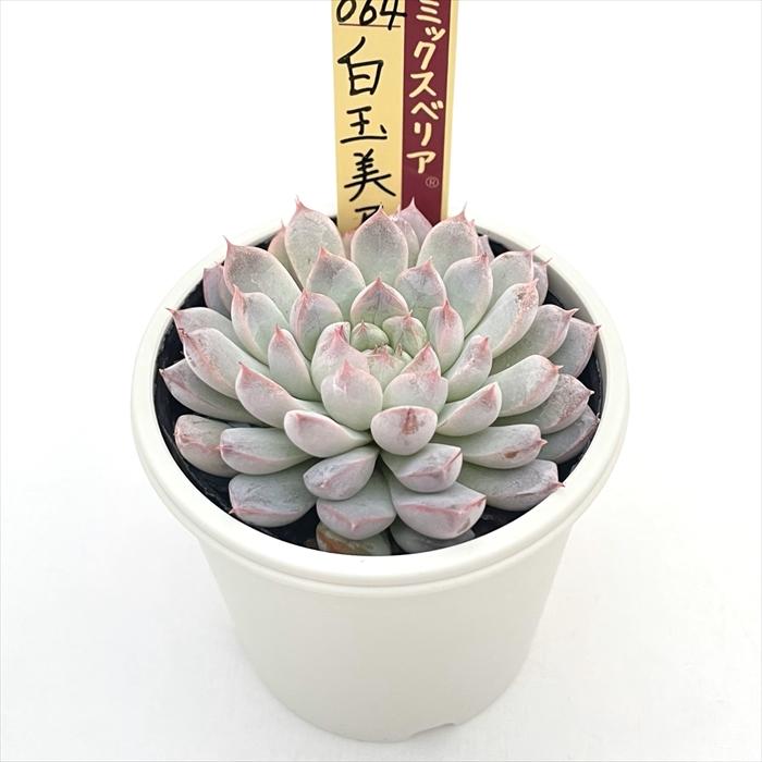 多肉植物 oriミックスベリア No.064 白玉美尼 おらいさん苗 送料無料