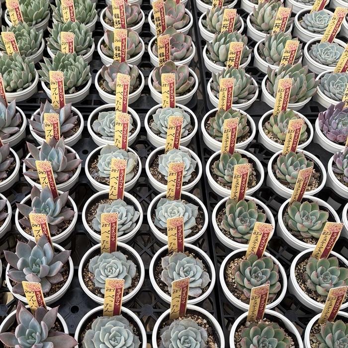 多肉植物 oriミックスベリア No.064 白玉美尼 おらいさん苗 送料無料