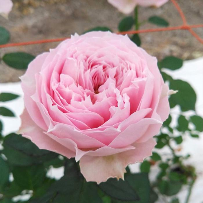 予約販売 バラ苗 バラ新苗 うさぎ 契約品種 薔薇 ばら 国産苗 岡松