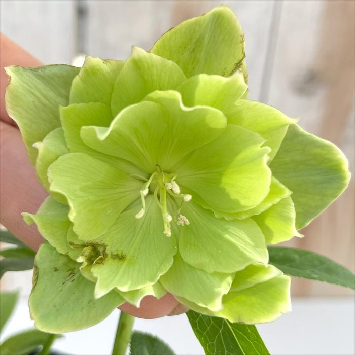 クリスマスローズ 一茶 認定 曽田園芸 クリスマスローズ 一茶 曽田園芸