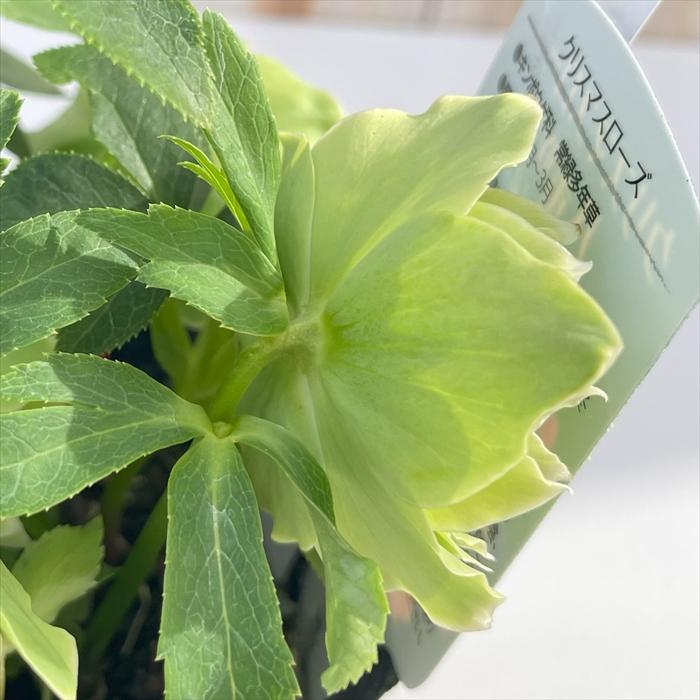 クリスマスローズ 一茶 曽田園芸 0129-005 現品販売 送料無料 12cm