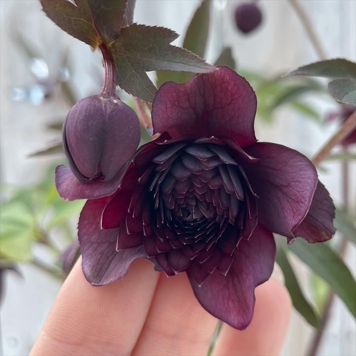 クリスマスローズ 広瀬園芸 クレオパトラ 0211-021 現品販売 送料無料